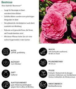 Beetrose 'Baronesse®'