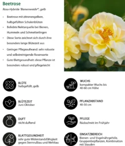 Beetrose 'Bienenweide®', gelb