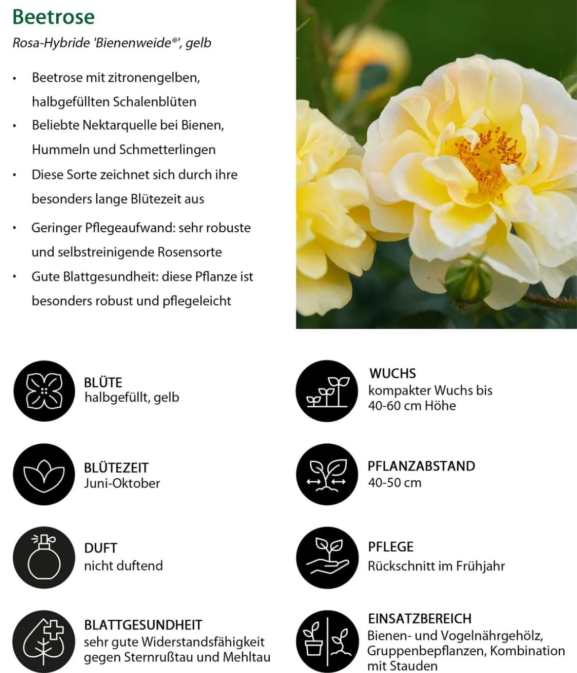 Beetrose 'Bienenweide®', gelb