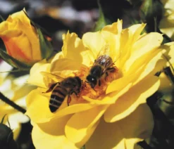 Beetrose 'Bienenweide®', gelb
