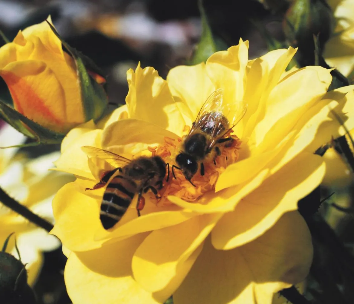 Beetrose 'Bienenweide®', gelb