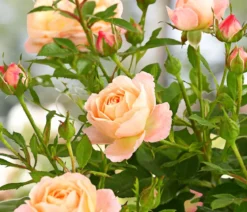 Beetrose 'Flower Rain®', verschiedene Farben