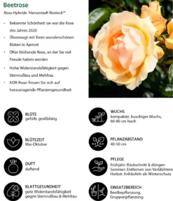 Beetrose 'Hansestadt Rostock®'