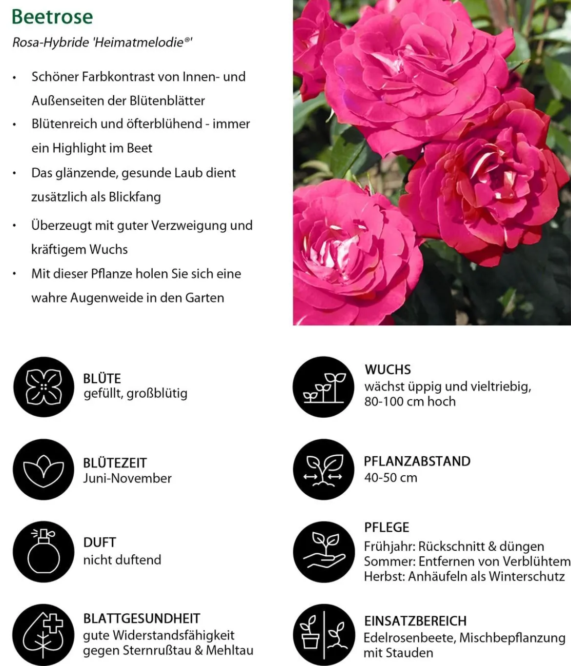 Beetrose 'Heimatmelodie®'