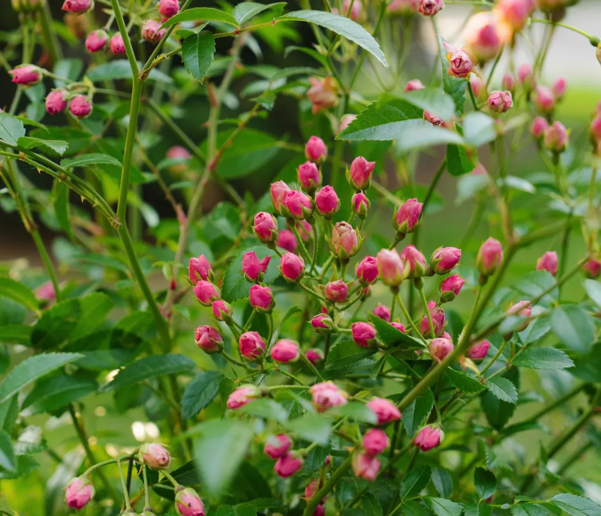 Beetrose 'Knoppi'