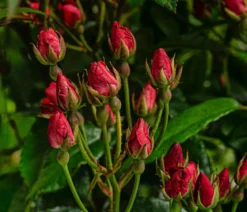 Beetrose 'Knoppi'