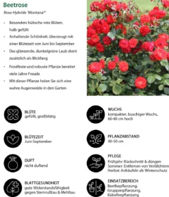Beetrose 'Montana®'