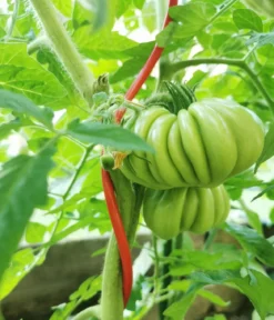 bellissa Stahl-Tomatenspirale Colorata