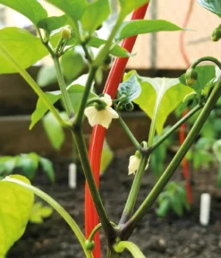 bellissa Stahl-Tomatenspirale Colorata