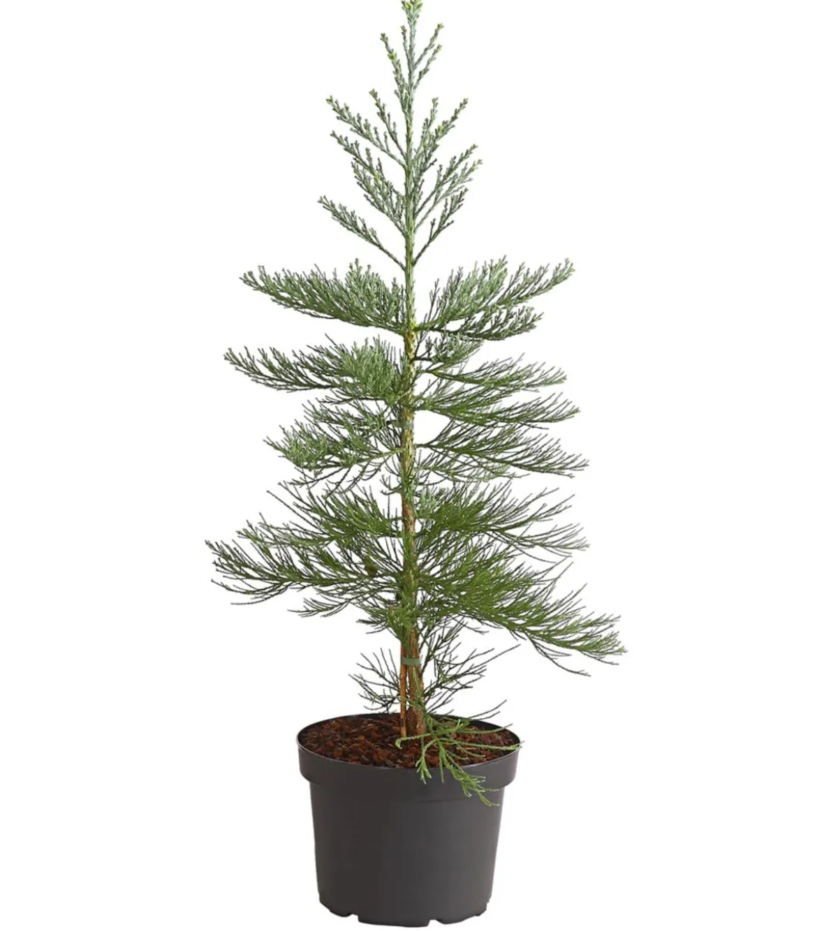 Bergmammutbaum - Wellingtonie 'Glaucum'