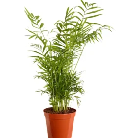 Bergpalme - Chamaedorea elegans