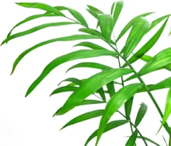 Bergpalmen-Set - Chamaedorea elegans, 3-teilig