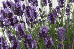 Bienenlavendel