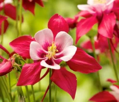 Bio Akelei 'Biedermeier', verschiedene Sorten