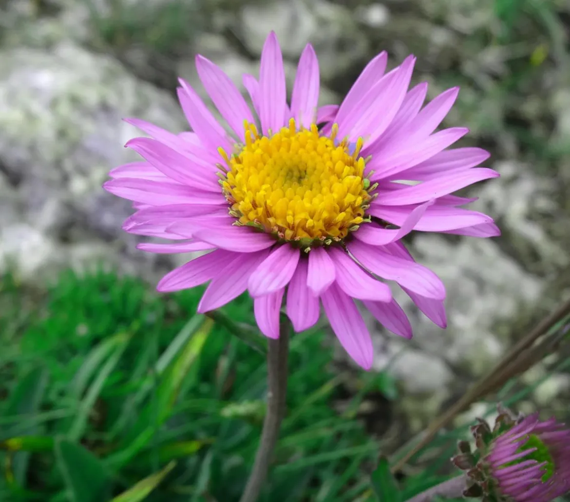 Bio Alpen-Aster 'Happy End'