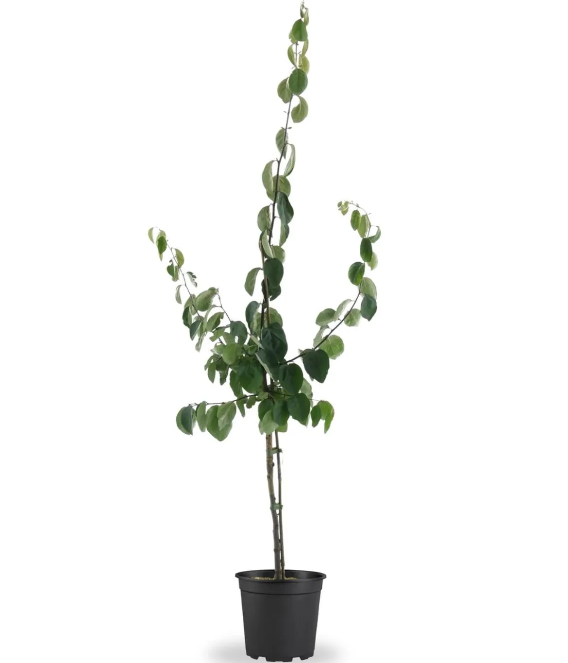 Bio Apfelquitte 'Konstantinopler', Landlust Kollektion