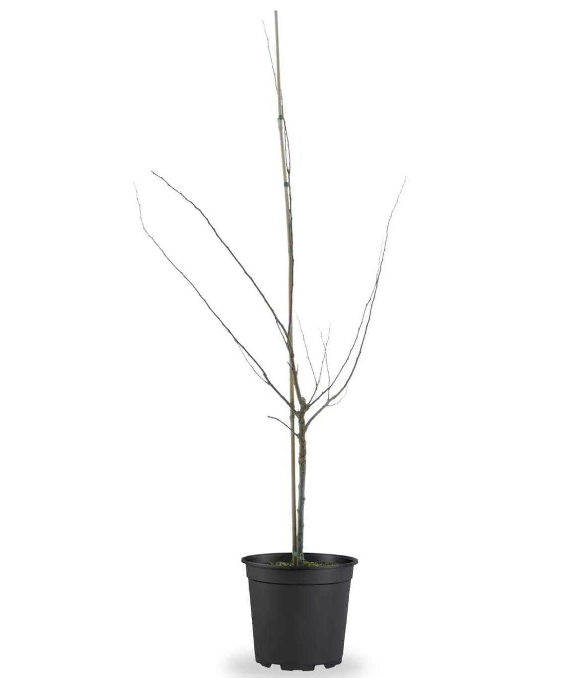 Bio Aprikose 'Harlayne', Landlust Kollektion