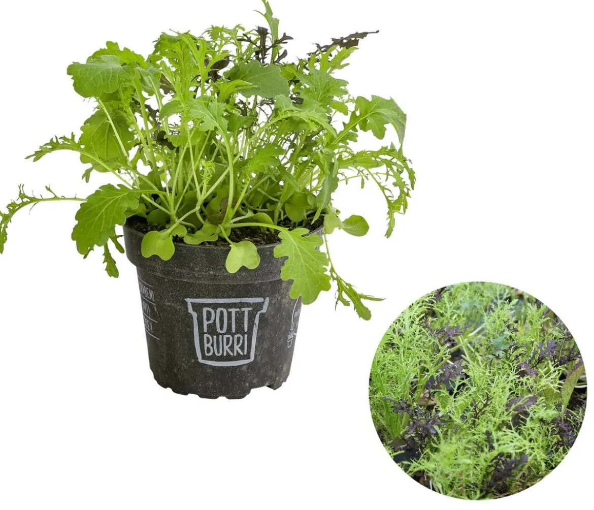 Bio Asia Wildkräuter im Pottburri®-Topf