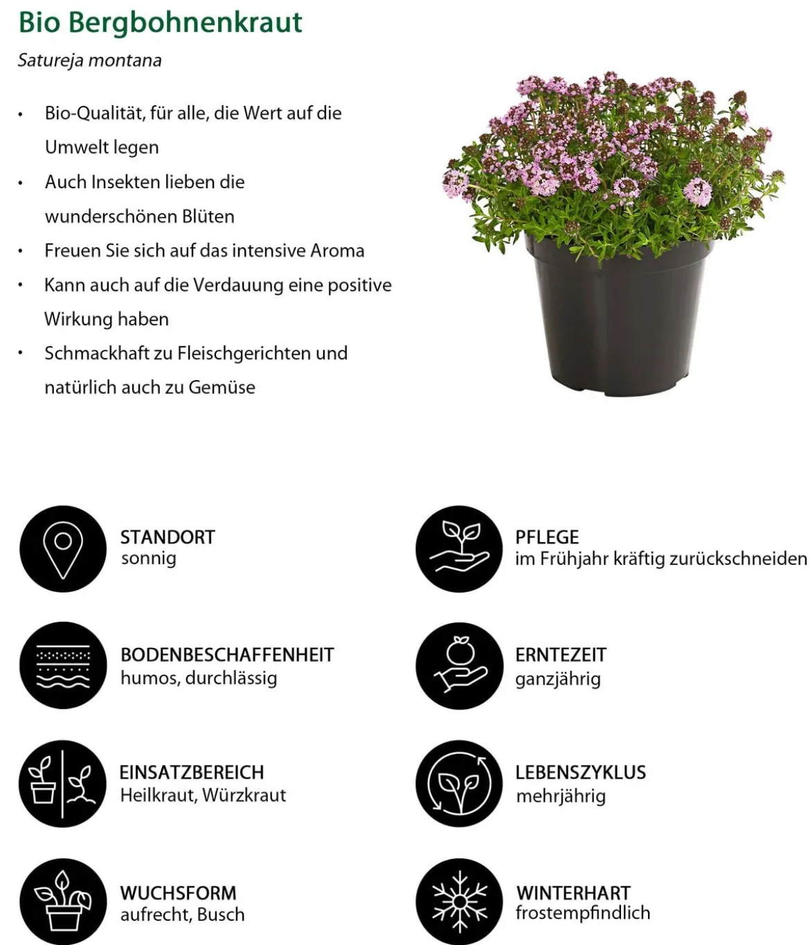 Bio Bergbohnenkraut