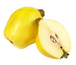 Bio Birnenquitte 'Cydora Robusta', Landlust Kollektion