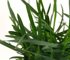 Bio Blaugras 'Greenlee Hybrid'