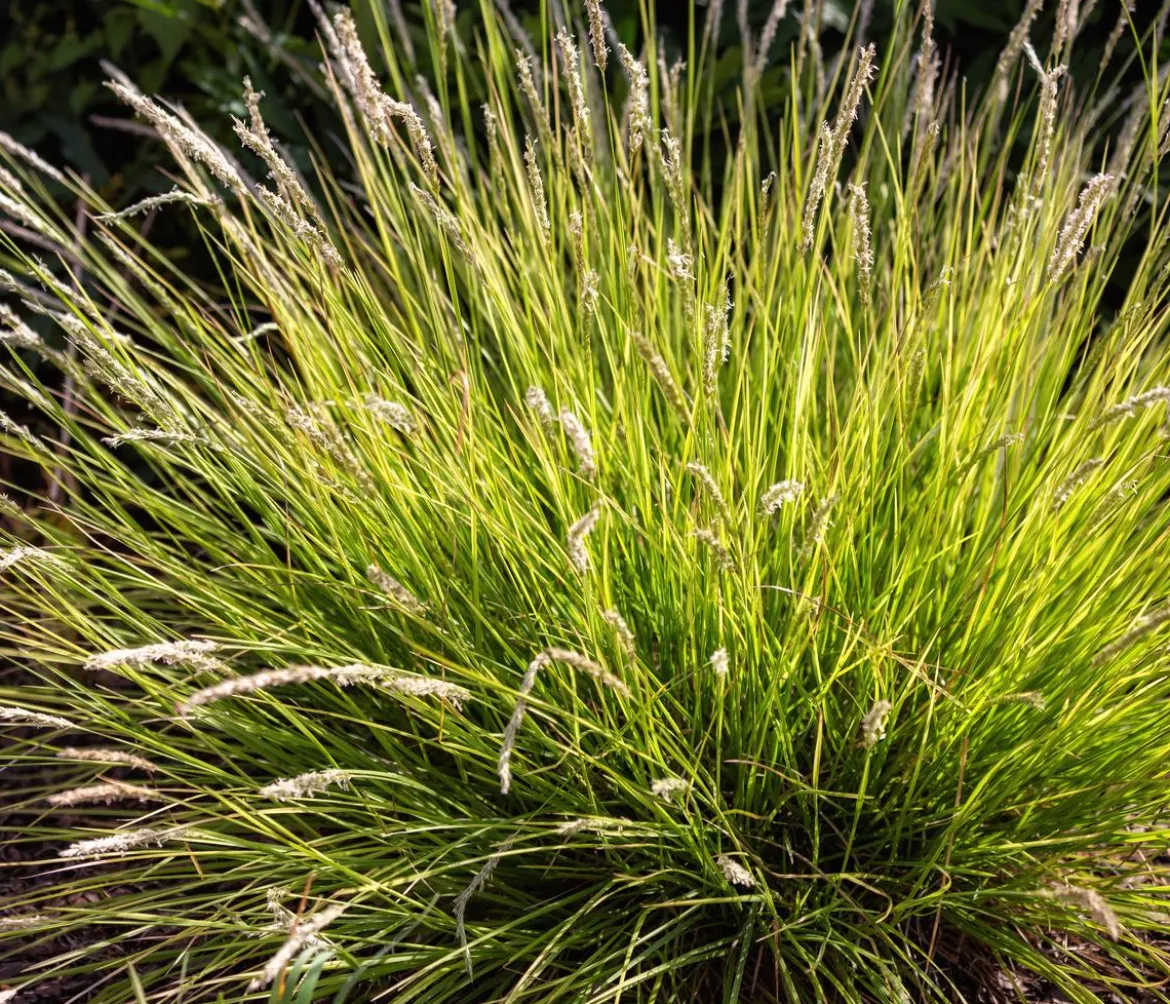 Bio Blaugras 'Greenlee Hybrid'
