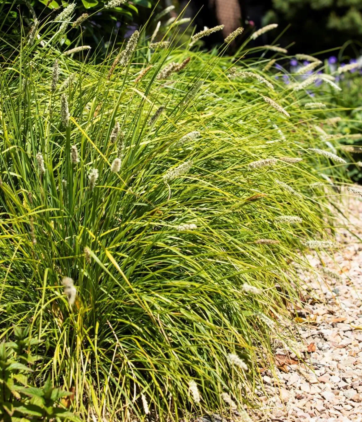 Bio Blaugras 'Greenlee Hybrid'