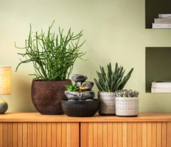 Bio Bleistiftbaum - Euphorbia tirucalli
