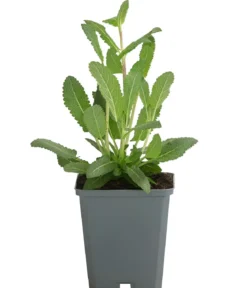 Bio Blüten-Salbei 'Caradonna'