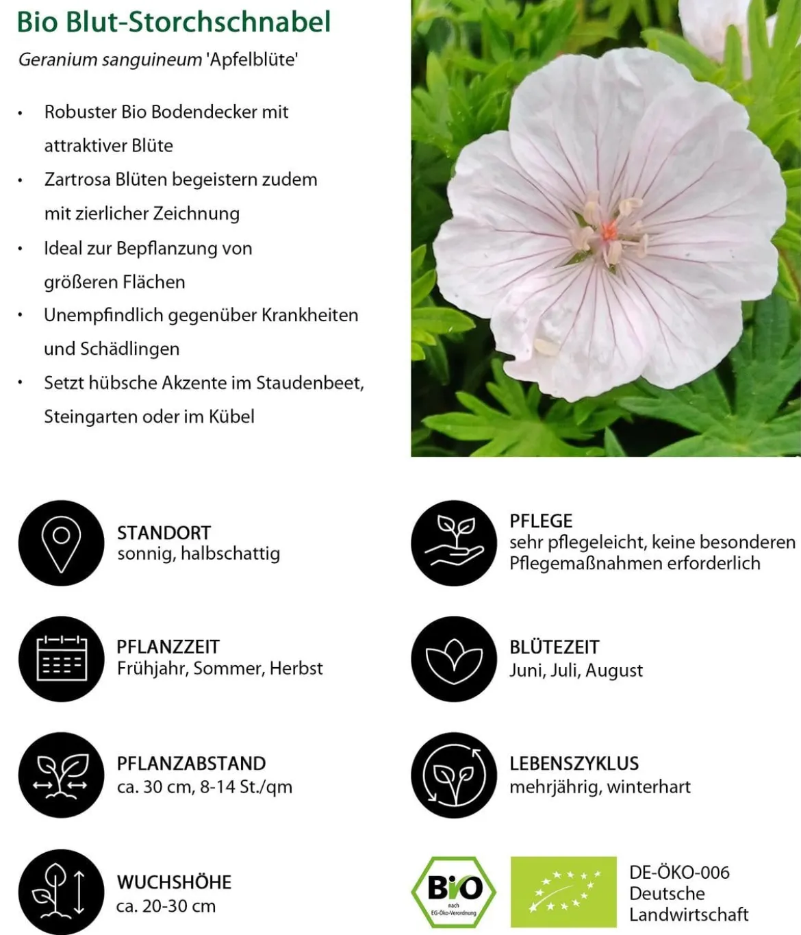 Bio Blut-Storchschnabel 'Apfelblüte'