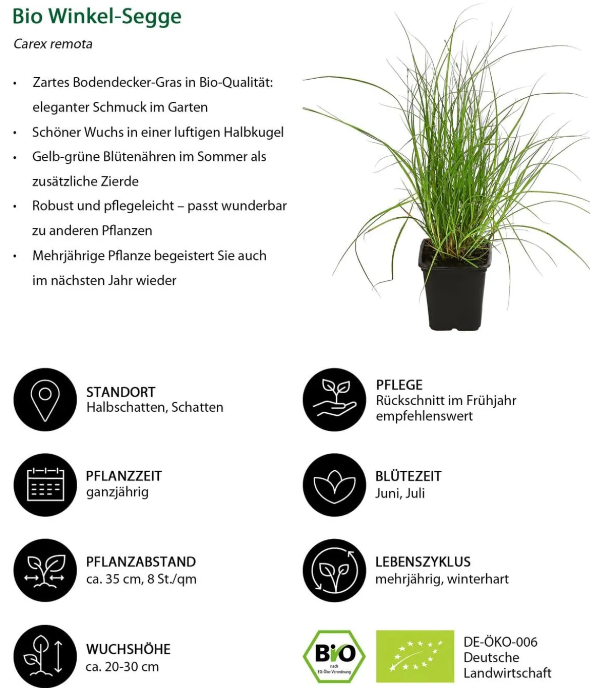 Bio Bodendecker Gräser-Set Grüne Oase, 9-teilig