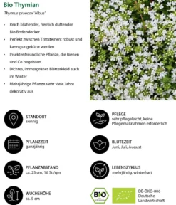 Bio Bodendecker-Thymian 'Albus'