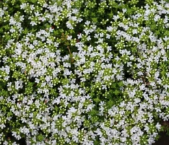Bio Bodendecker-Thymian 'Albus'