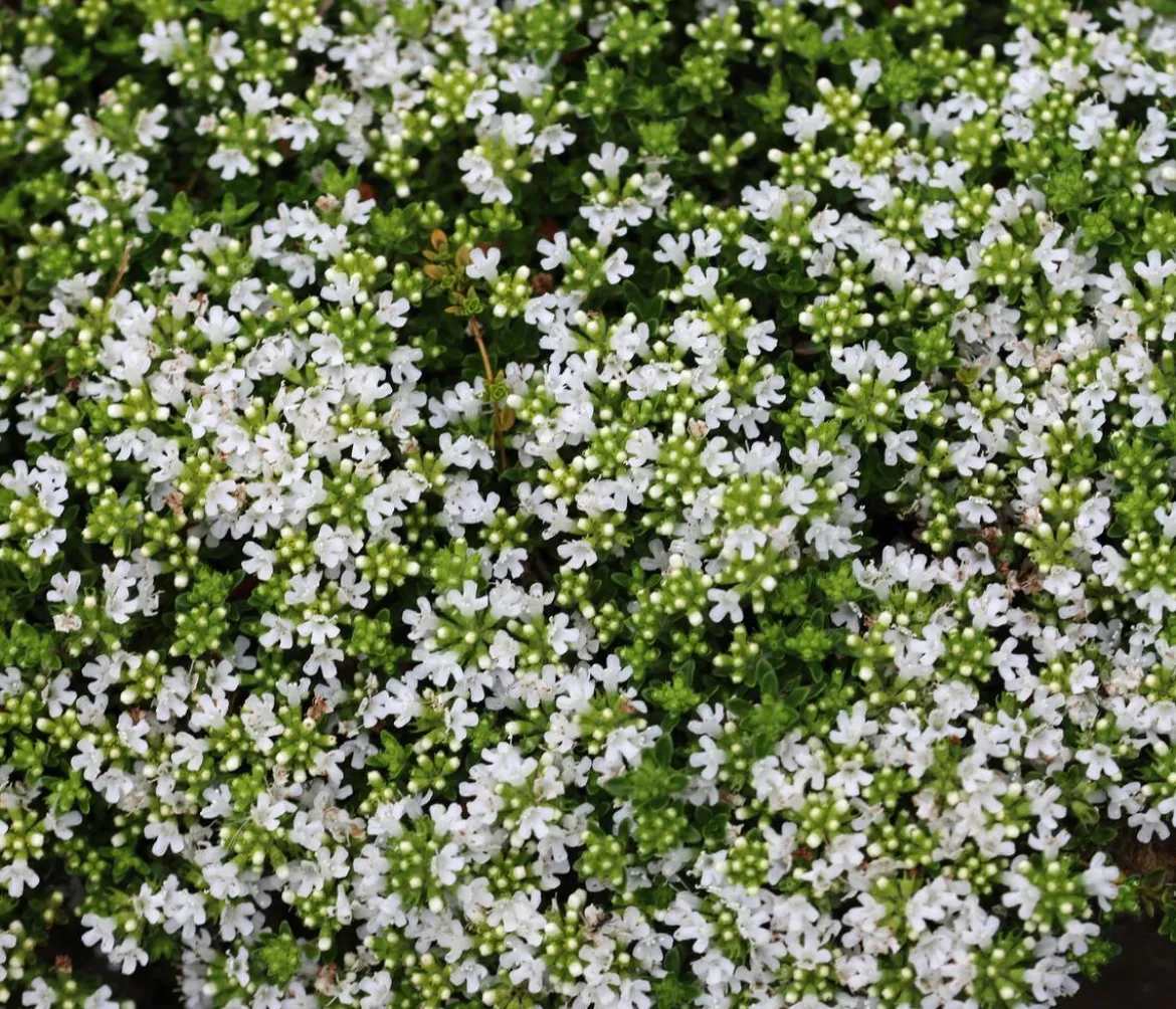 Bio Bodendecker-Thymian 'Albus'