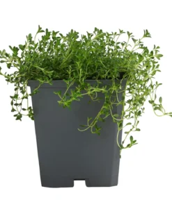 Bio Bodendecker-Thymian 'Albus'