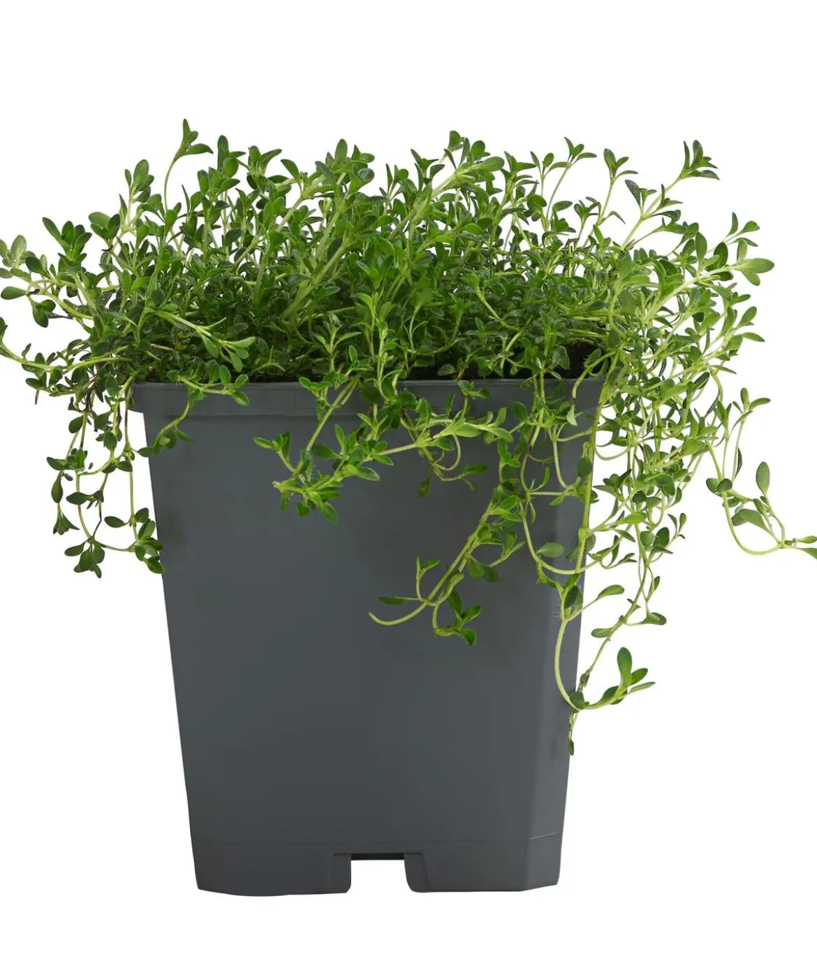 Bio Bodendecker-Thymian 'Albus'
