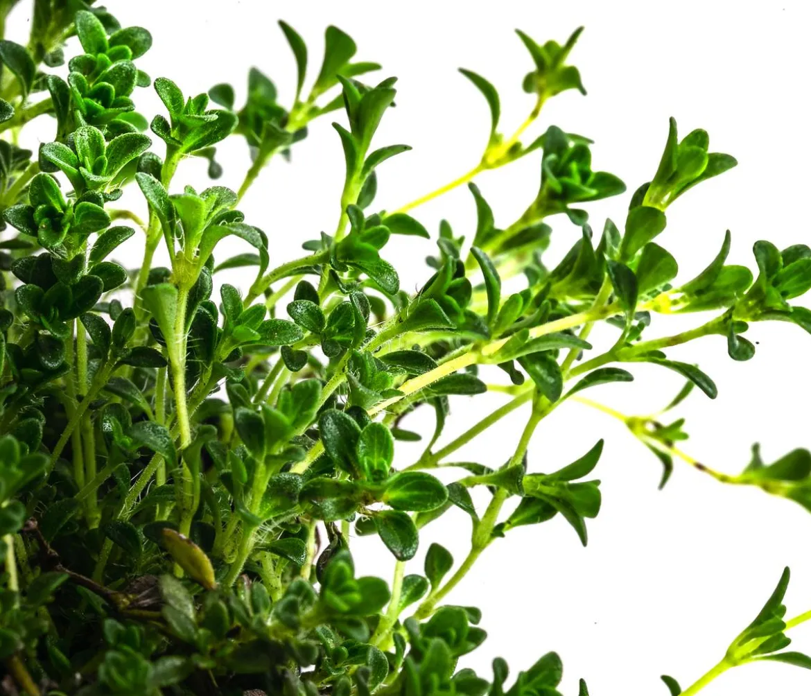 Bio Bodendecker-Thymian 'Albus'