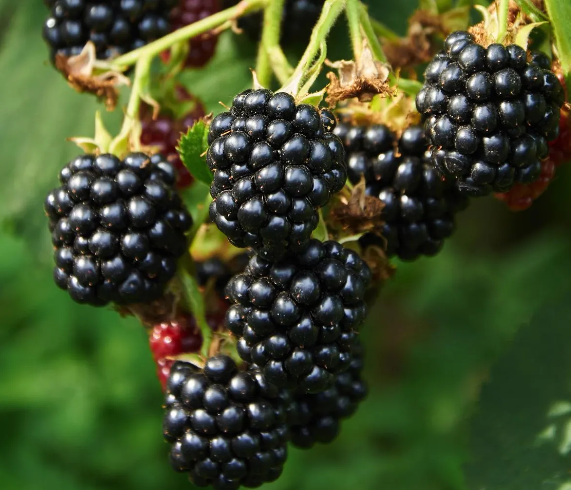Bio Brombeere 'Loch Ness'