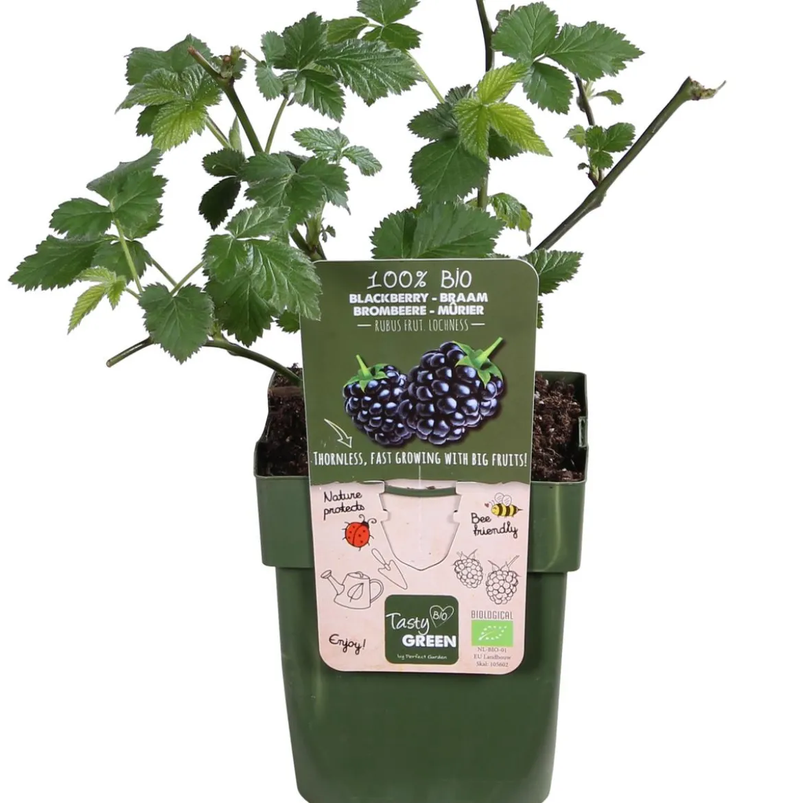 Bio Brombeere 'Loch Ness'