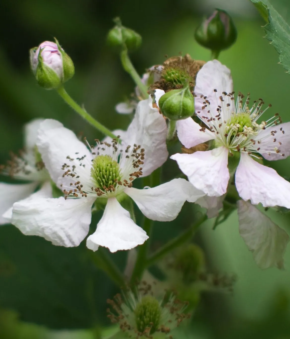 Bio Brombeere 'Navaho® BigandEarly®'