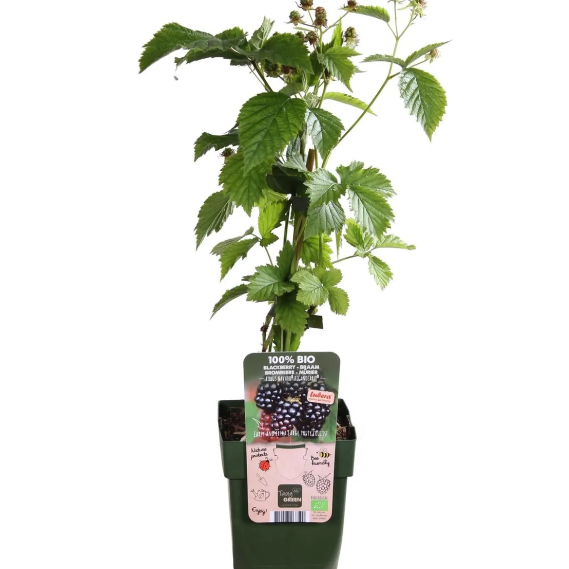 Bio Brombeere 'Navaho® BigandEarly®'