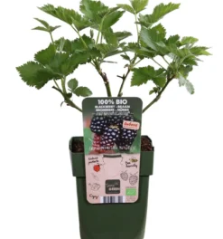 Bio Brombeere 'Navaho® BigandEarly®'