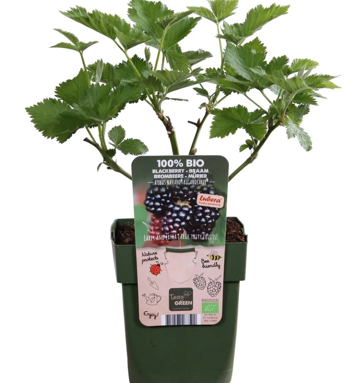 Bio Brombeere 'Navaho® BigandEarly®'