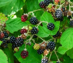 Bio Brombeere 'Navaho® BigandEarly®'