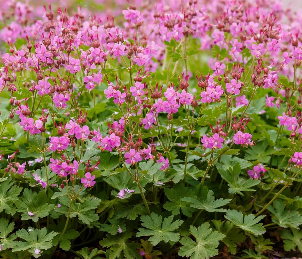 Bio Cambridge Storchschnabel 'Karmina'