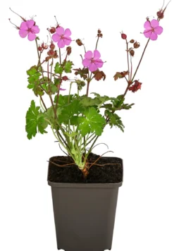Bio Cambridge Storchschnabel 'Karmina'