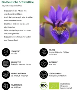 Bio Deutsche Schwertlilie, dunkelblau