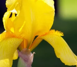 Bio Deutsche Schwertlilie, gelb