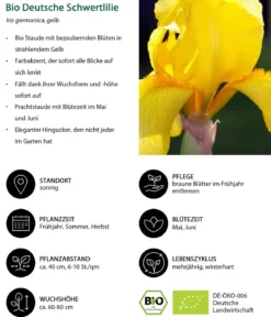 Bio Deutsche Schwertlilie, gelb