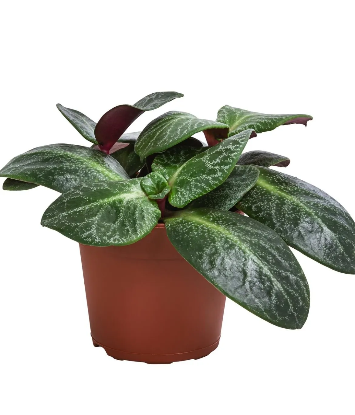 Bio Dickblatt - Crassula multicava